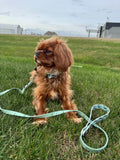 Biothane leashes