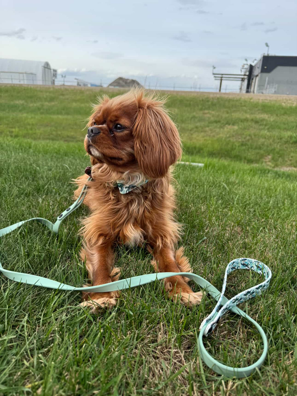 Biothane leashes